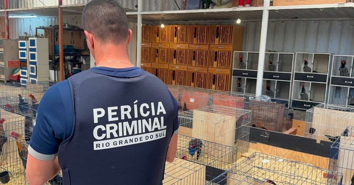 Operação policial mira criatórios de galos de rinha em Gramado e Igrejinha