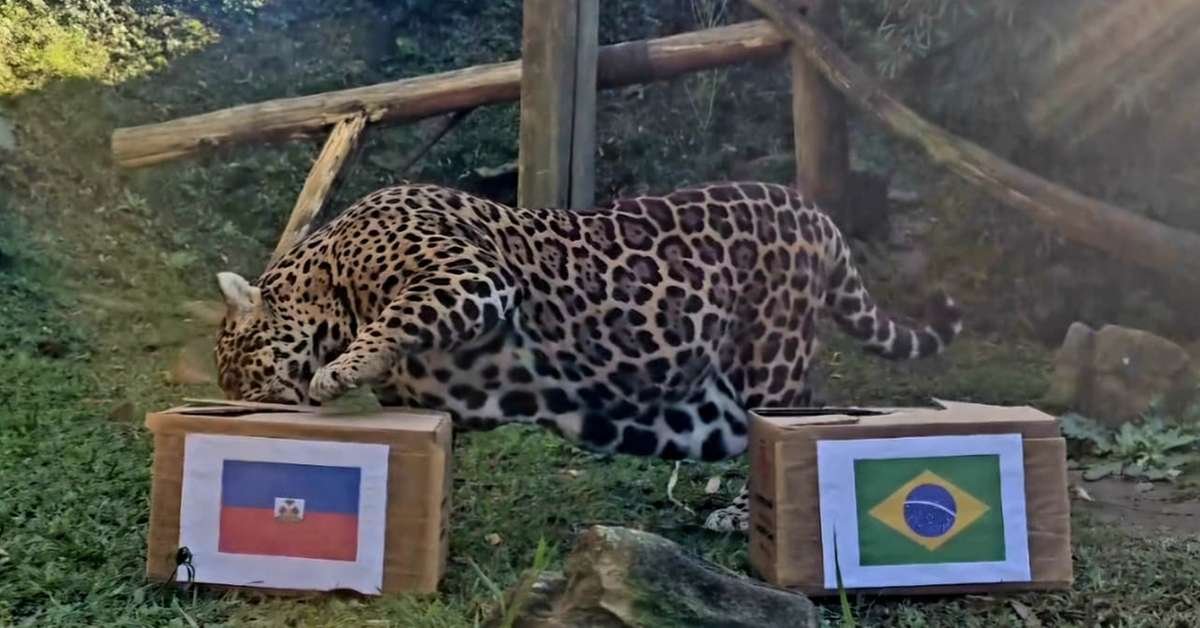 Onças do Gramadozoo participam de enriquecimentos temáticos da Copa do Mundo