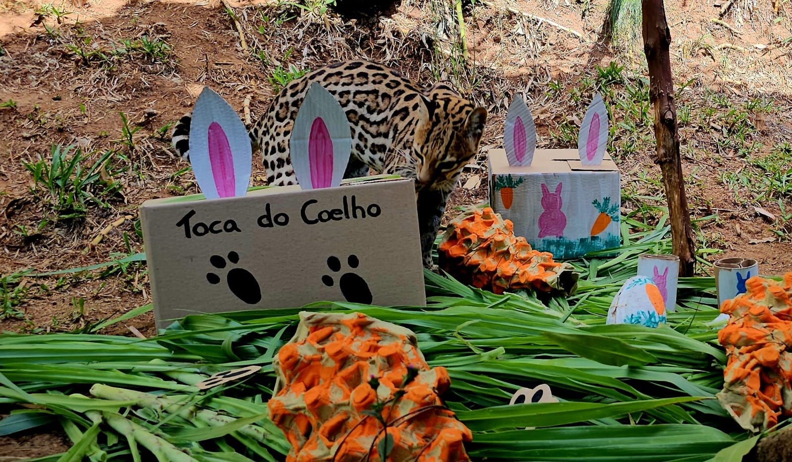 Felinos ganham peixes nesta Sexta Santa no Gramadozoo