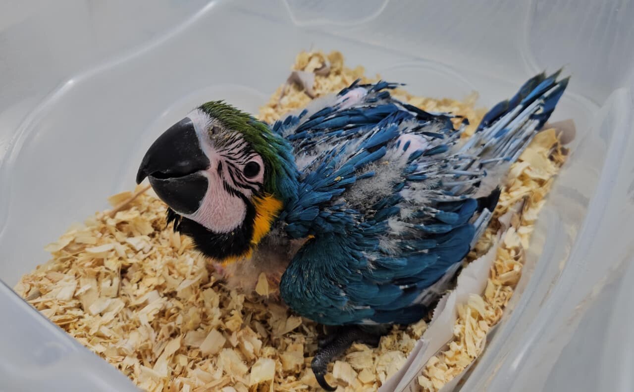 Gramadozoo registra nascimento de aves com auxílio de incubação artificial