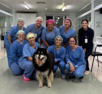 Zeus leva carinho em uma experiência emocionante para funcionários e pacientes do Hospital São Miguel