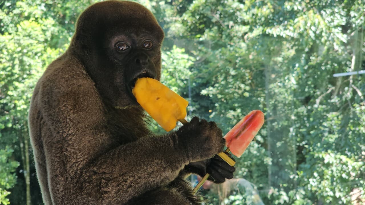 Animais do Gramadozoo ganham picolés para amenizar o calorão