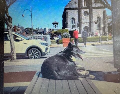 Vereadores querem saber destino do cachorro comunitário MacGyver em Gramado