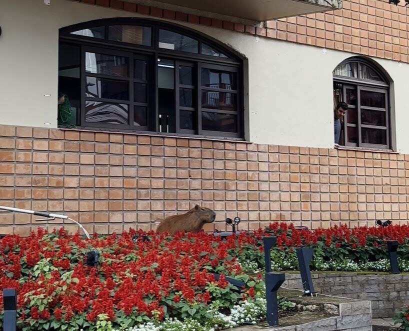 Capivaras localizadas no Centro de Canela são reconduzidas à Área de Preservação com apoio técnico