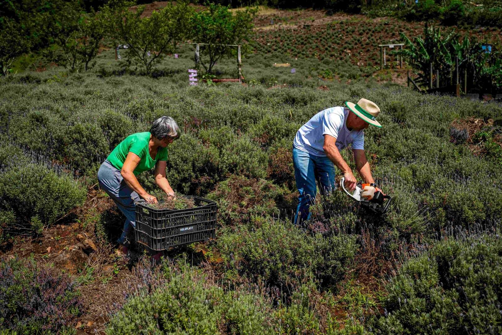 Sicredi Pioneira alcança marca de 10 mil associados no segmento agro