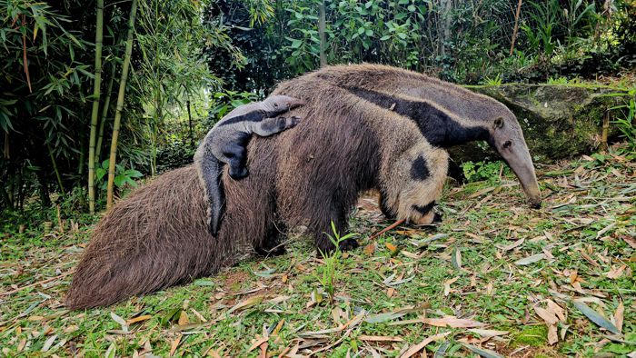Concurso fotográfico do Gramadozoo entra na reta final de inscrições