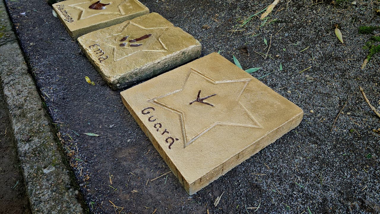 Guará-rubro entra para a Calçada da Fauna do Gramadozoo