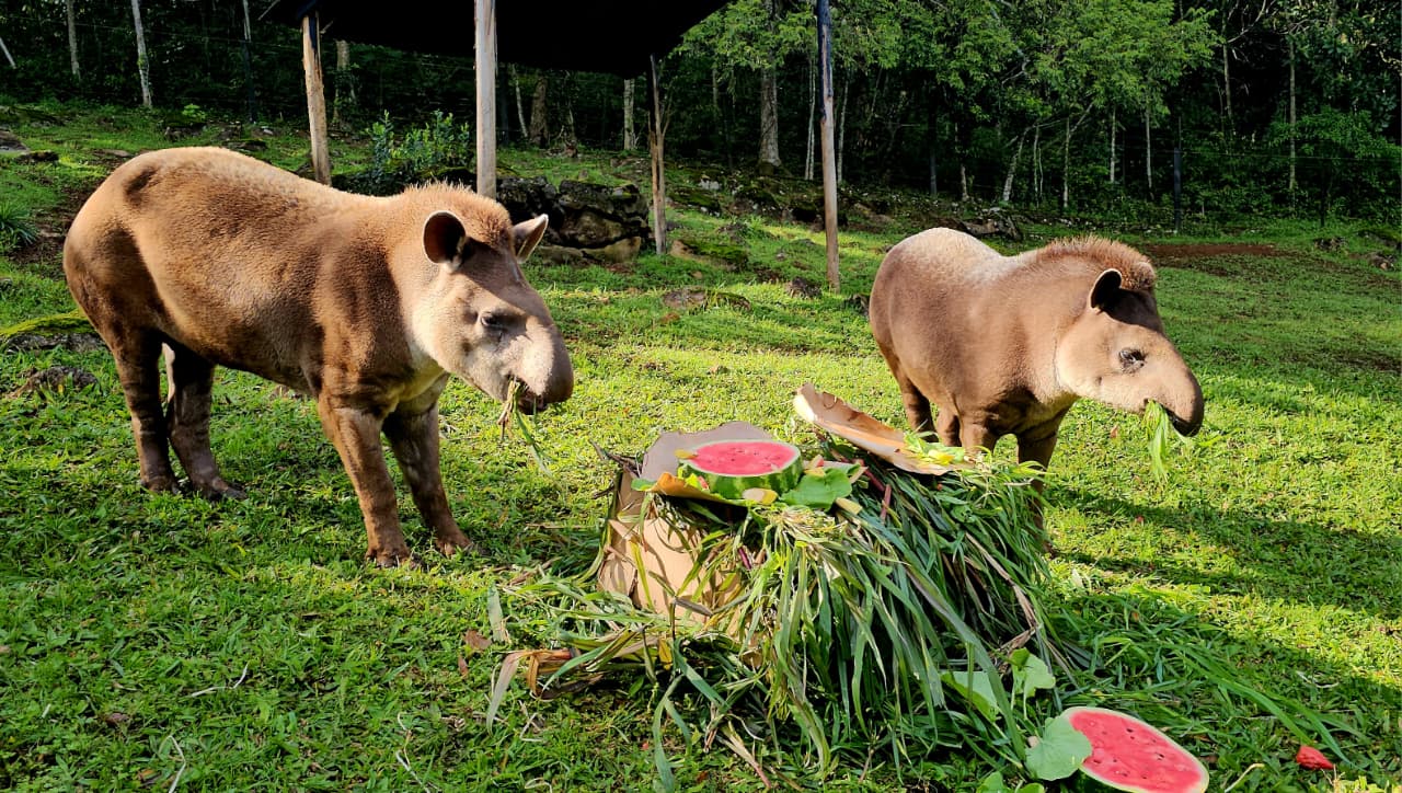 Antas ganham bolos de frutas e onças costelão no aniversário de 18 anos do Gramadozoo