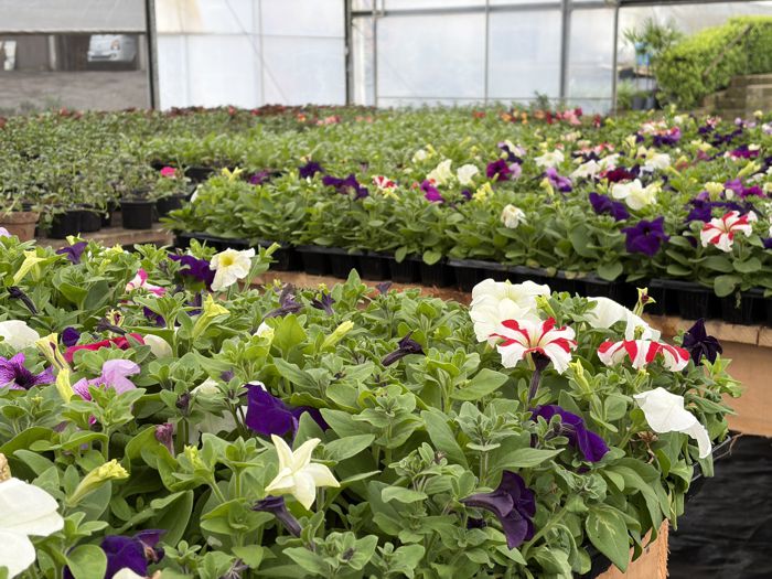 Lançamento do Concurso Jardins de Gramado é transferido para 5 de novembro